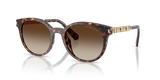 Dark Tortoise / Smoke Gradient (300613)