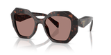 Root Tortoise / Light Brown (17N60B)