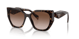 Tortoise / Brown Gradient (2AU6S1)