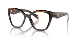 Honey Tortoise / Demo Lens (14L1O1)