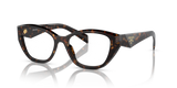 Tortoise / Demo Lens (19J1O1)