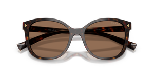 Root Tortoise / Dark Brown (17N06B)