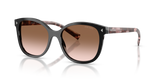 Black / Brown Gradient (28F90P)