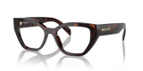 Root Tortoise / Demo Lens (17N1O1)