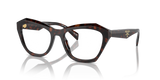 Root Tortoise / Demo Lens (17N1O1)