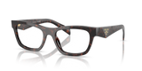 Root Tortoise / Demo Lens (17N1O1)