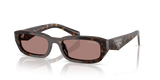 Root Tortoise / Light Brown (17N60B)