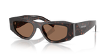 Root Tortoise / Dark Brown (17N06B)