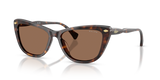 Shiny Dark Havana / Brown (500373)