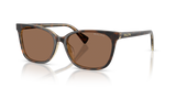 Tortoise/Transparent / Brown (629473)